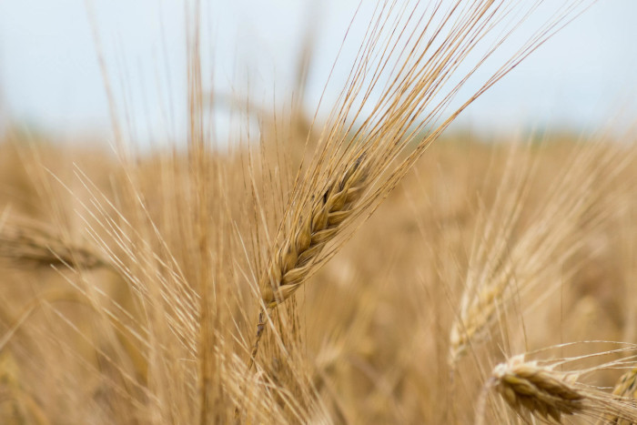 Consorzio AVO ha scelto il sistema OREV® per la tracciabilità e l’autenticità dei suoi prodotti, basati sul recupero di biodiversità