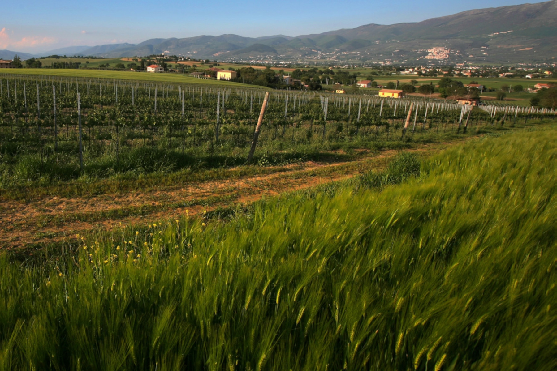 L’Azienda Agricola Bocale (Montefalco) ha scelto OREV® per la tracciabilità e l’anticontraffazione dei suoi vini