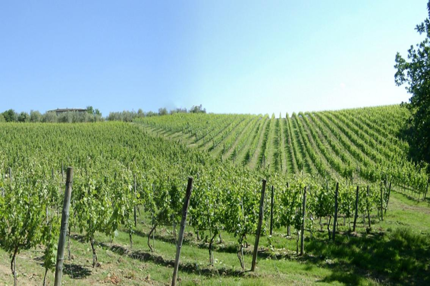 L’Azienda Agricola Bagnolo e Montozzi – Marchesi Bartolini Baldelli – ha scelto il QR-Code di OREV© per l’etichetta elettronica dei suoi vini