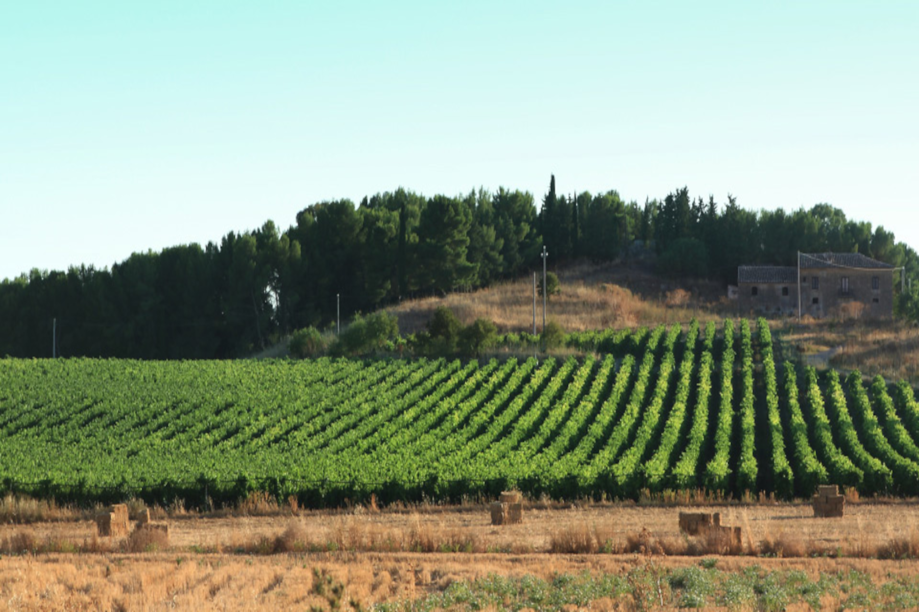 L’Azienda Agricola Sollami ha scelto il QR-Code di OREV© per l’etichetta elettronica dei suoi vini